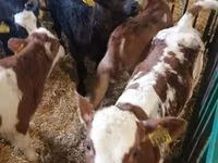 Lo’ (xirmo, jins lama sheegin), Russian Black pied cattle — sawirka 5