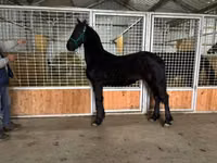 घोड़ा, Friesian — फ़ोटो 7