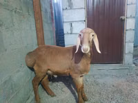 Ido, Rhon sheep — sawirka 7