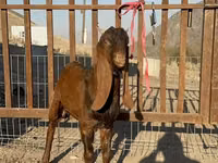 Goats (batch, sex not specified), Nubian Goat — photo 3