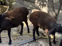 Widder, Aland sheep — Foto 4