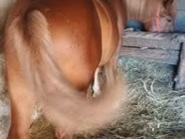 Caballo, Caballos