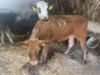 Vaca, Vaca Limousin — foto 1