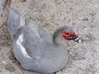 Ducks — फ़ोटो 2
