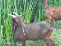 Goat, Murcia-Granada goats — photo 1