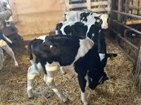 Bull, Russian Black pied cattle — photo 7