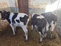 Bull, Russian Black pied cattle — photo 3