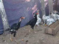 मलय गेम — फ़ोटो 2