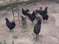 Australian Pit Game fowl — sawirka 5