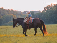 Horse (M), Quarter Horse — photo 6