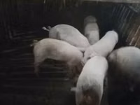 Хряк, Свиньи — фото 4