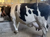 Cow, Holstein breed — photo 3