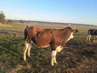 Lo’, Simmental cattle — sawirka 1