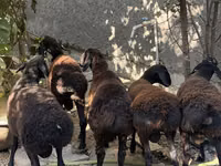 Widder, Aland sheep — Foto 5