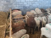 Oveja, Ovejas — foto 2