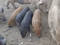 Boar — photo 3