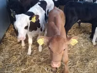 Cattle (batch, sex not specified), Simmental cattle — photo 7