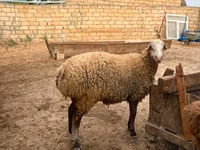 母羊, Apsheron sheep — 照片 8