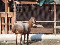 كبش, Edilbay sheep — الصورة 2