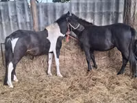 Horse (M), Horses — photo 4
