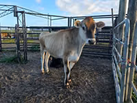 Bull, Jersey breed — photo 3