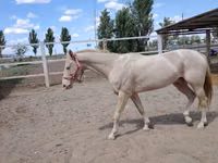 Horse (M), Akhal-Teke — photo 6