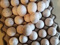 Turkeys — 照片 8