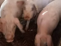 Boar, Pigs — photo 2