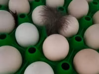 Ayam Cemani — Foto 3