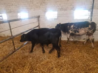 मवेशी (लॉट, लिंग निर्दिष्ट नहीं), Simmental cattle — फ़ोटो 5