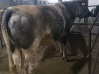 Cow, Holstein breed — photo 5