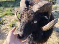 Sheep, Ouessant sheep — photo 2