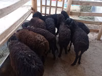 Sheep, Tajik sheep — photo 1