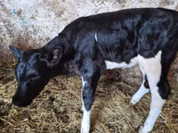 Cow, Russian Black pied cattle — photo 2