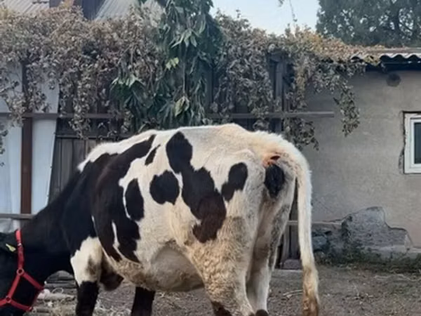 بقرة, Russian Black pied cattle