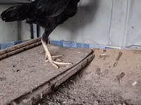 Chickens — फ़ोटो 1