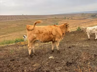 Ng'ombe jike, Simmental cattle — picha 2