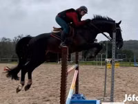 公马, Belgian warmblood horse — 照片 2
