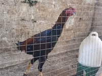 Chickens — sawirka 7