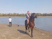 公马, Friesian sport horse — 照片 3