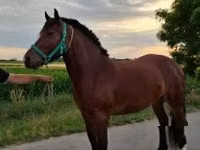 Mare, Horses — photo 3