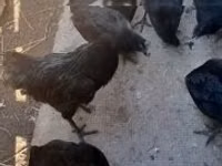 Ayam Cemani — Foto 3