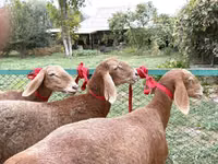Sheep, Arashan sheep — photo 2