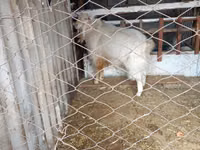 Cabro, Russian White goat — foto 1