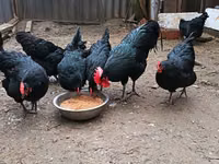 ऑस्ट्रेलॉर्प — फ़ोटो 6