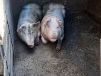 Sow, Pigs — photo 4