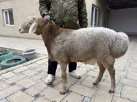 Ram, Sheep — photo 1