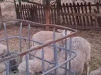 Wad, Cerry Hill sheep — sawirka 2