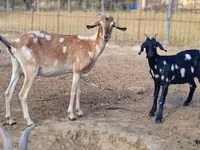 عنزة, Nubian Goat — الصورة 1