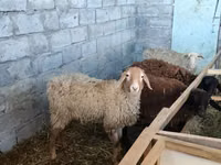 भेड़, Beulah Speckled face sheep — फ़ोटो 3